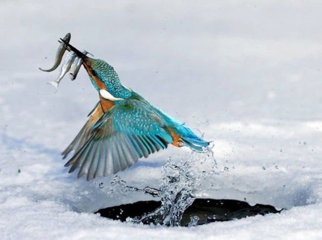 EvanKirstel's tweet photo. Killing two birds with one stone is cool, but how about three fish with one beak? 😏 https://t.co/YVlEDWeQcM https://t.co/okJdtki0rb
