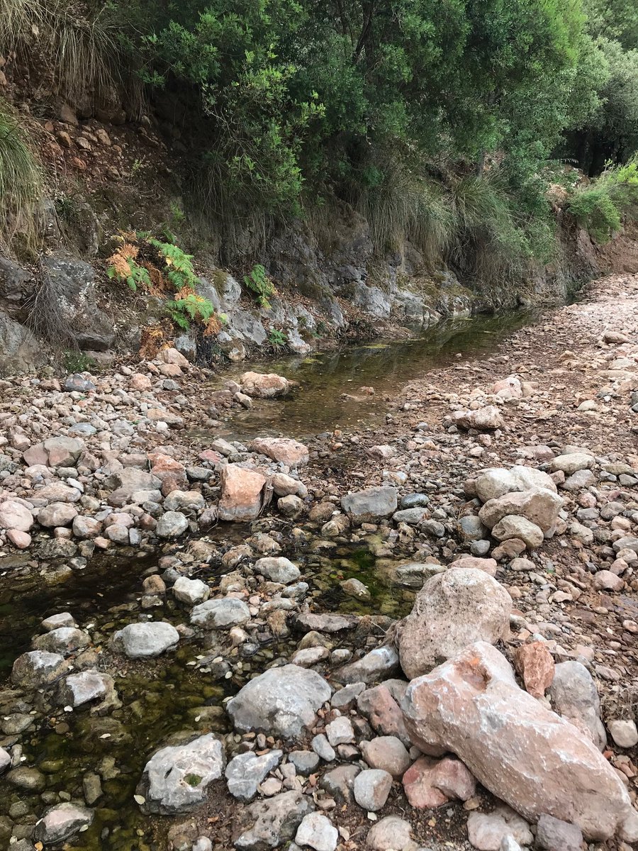 The 1000 Intermittent Rivers Project (@1000irp) on Twitter photo Meet the team 💦 Isabel Pardo's lab (group RE1 in #AquaticEcology <a href="/uvigo/">Universidade de Vigo</a>) is collaborating with the GLOWATER team from <a href="/UIBuniversitat/">Universitat de les Illes Balears - UIB</a> to investigate the ecology of intermittent streams such as the Gorg Blau (below). Meet the team 💦 Isabel Pardo's lab (group RE1 in #AquaticEcology <a href="/uvigo/">Universidade de Vigo</a>) is collaborating with the GLOWATER team from <a href="/UIBuniversitat/">Universitat de les Illes Balears - UIB</a> to investigate the ecology of intermittent streams such as the Gorg Blau (below).