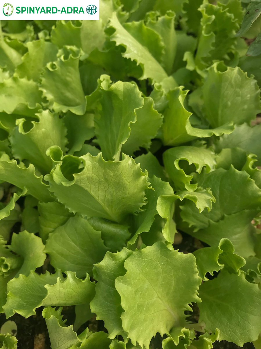 Lettuce is ready for transplanting.  Quality is our middle name.                        Contact us on 0777611817, 0292290943 🙂
#lettucediaries #happyplants