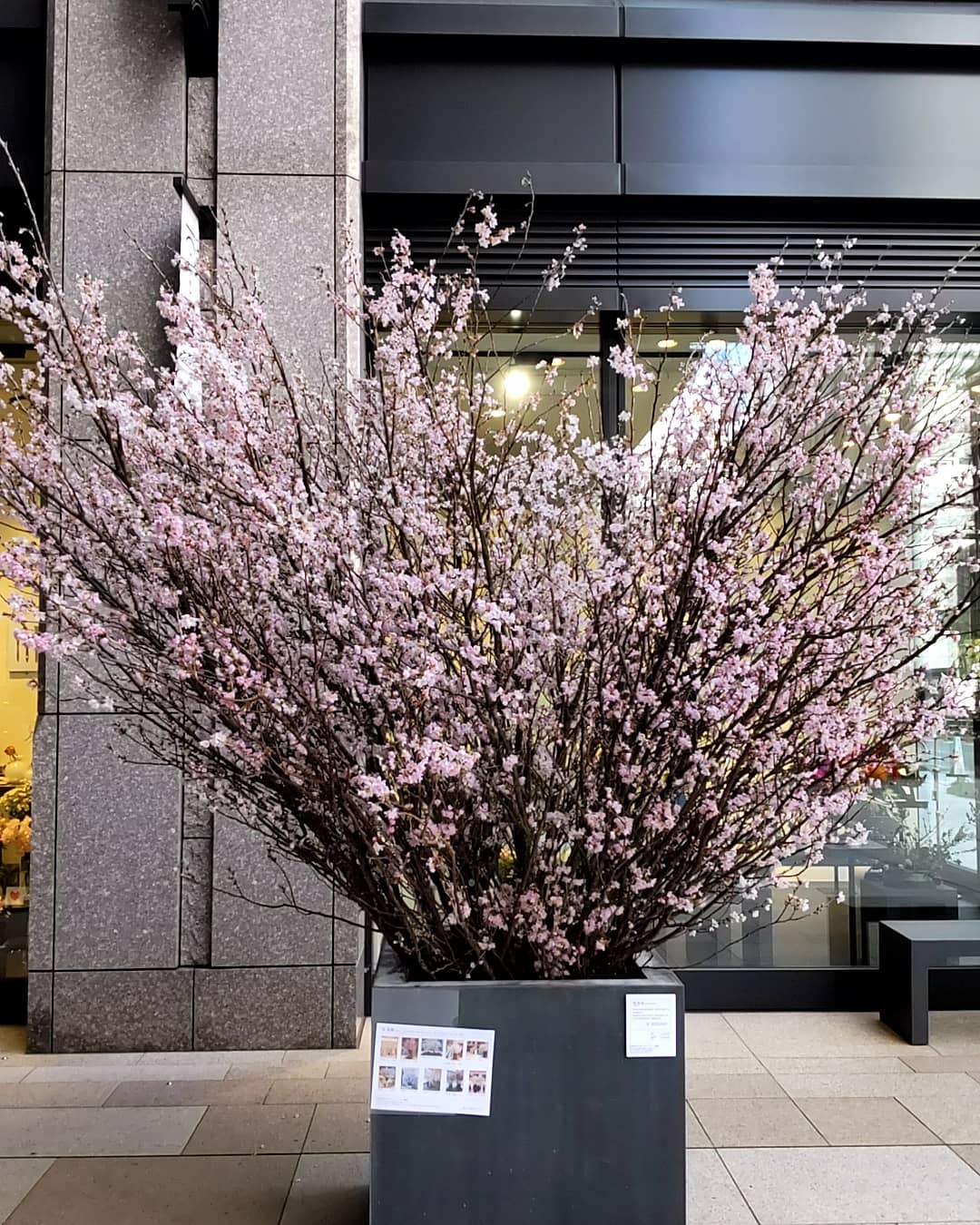 河野通薫 お疲れ様です 京橋エドグランの株式会社 はなぜんフローリスト京橋店で 群馬産の啓翁桜 けいおうざくら を見かけました 大きくてきれいです 詳しくは 株式会社はなぜんフローリスト京橋店 を検索して下さい T Co