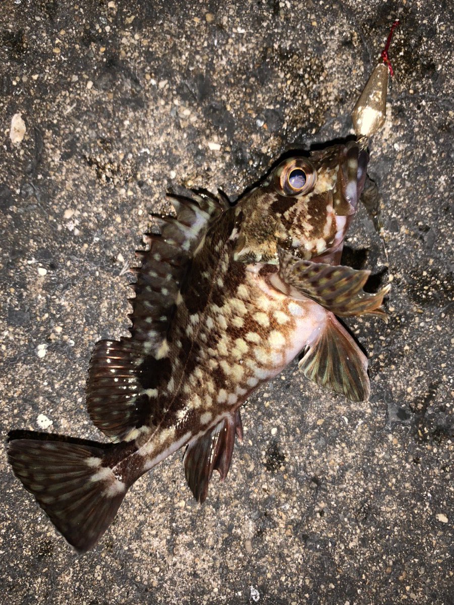 大阪泉州釣り情報 泉佐野 りんくう 前島テトラ 夜9時から後輩と 穴釣り ブラクリ の挿し餌は シラサエビ 体感 青イソメ より当たりが多い気がする 当たりは多いけどうまくのらず 2匹のみ その後メバリングで またまた 爆釣 ワームで10 大阪泉州釣り情報 泉佐野 りんくう 前島テトラ 夜9時から後輩と 穴釣り ブラクリ の挿し餌は シラサエビ 体感 青イソメ より当たりが多い気がする 当たりは多いけどうまくのらず 2匹のみ その後メバリングで またまた 爆釣 ワームで10