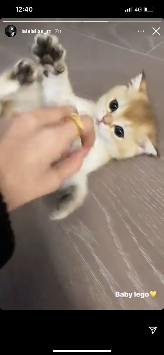 boot_wo33's tweet photo. Lisa แมวงอกกกกกกก เบบี้ เลโก้ หนูลู้กกกกก มีหลานเพิ่มอีกแย้วววว #lisa #lisacat #babylego https://t.co/K6qZ1KIuGJ