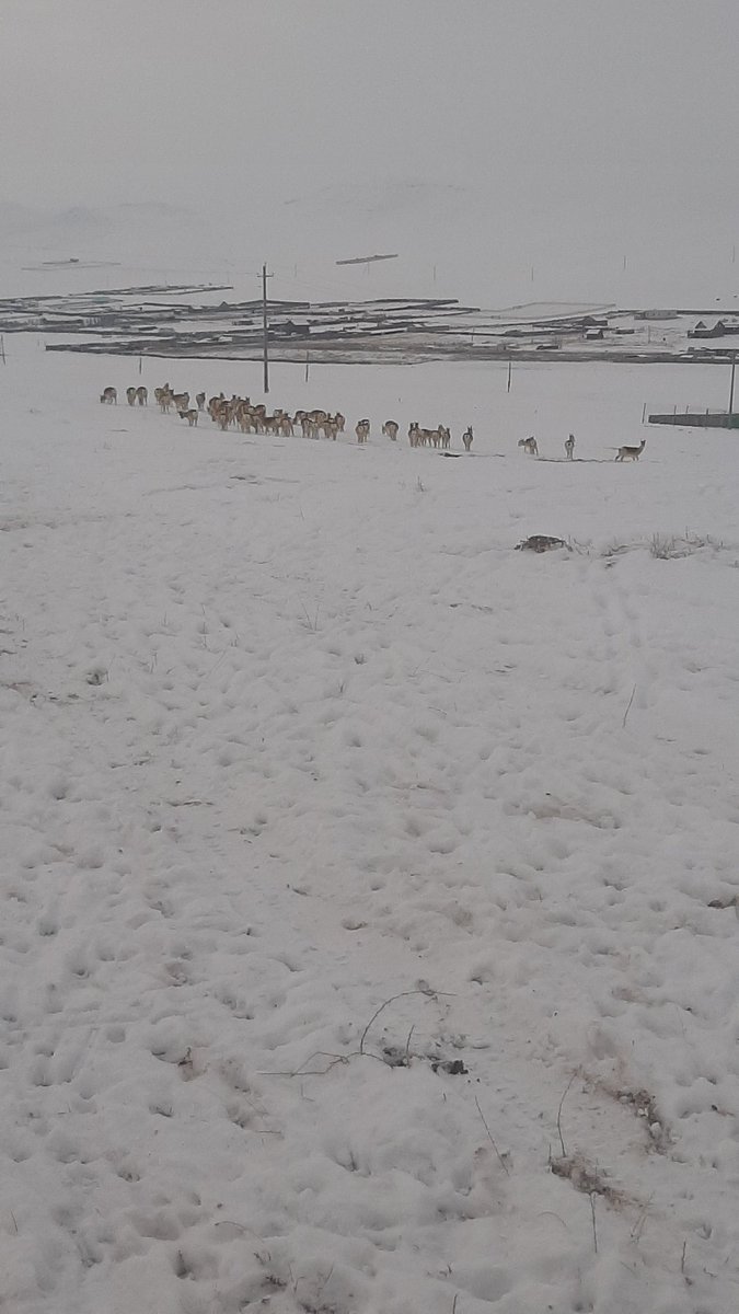 Мах л бол мах өвчүү л бол өвчүү ёс мдхгүй хүнд ёр халдахгүй зээрийн мах чаначихлаа болнобиздээ ккк