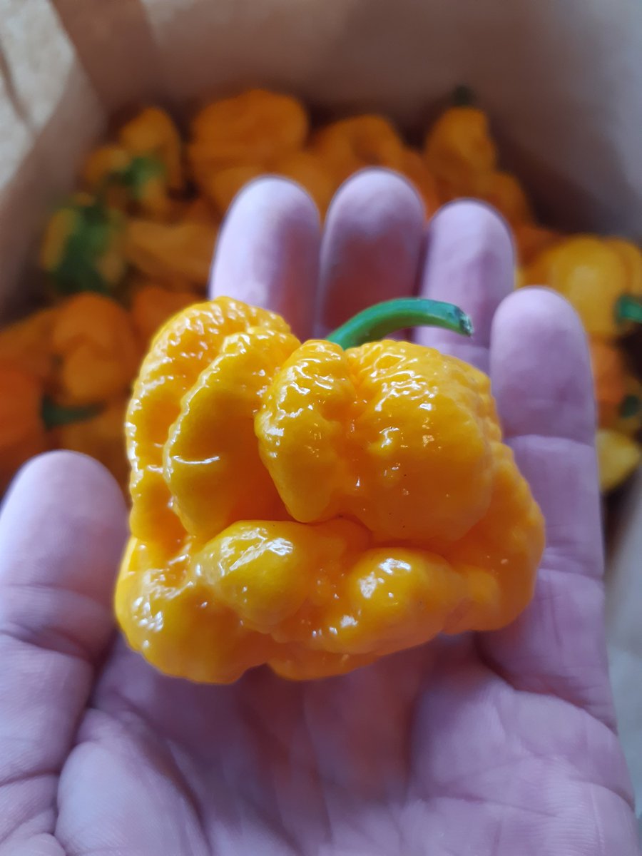 FireDragonChili's tweet photo. #YellowMoruga π₯ππΆ https://t.co/Q2c23vop8H