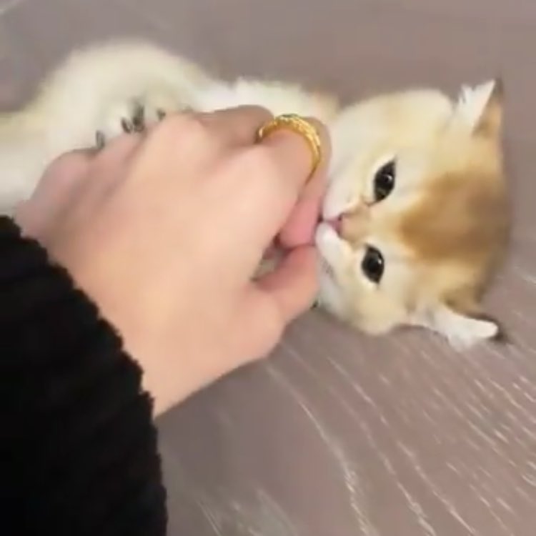 ShibaArmy1000x's tweet photo. LISA'S NEW CAT?! SO CUTE AHH 🥺

@BLACKPINK #LISA https://t.co/SgSqmLJJ01