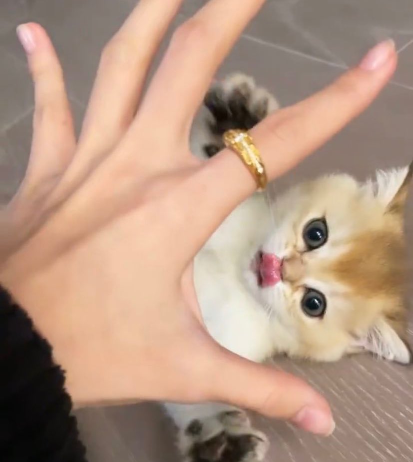 ShibaArmy1000x's tweet photo. LISA'S NEW CAT?! SO CUTE AHH 🥺

@BLACKPINK #LISA https://t.co/SgSqmLJJ01