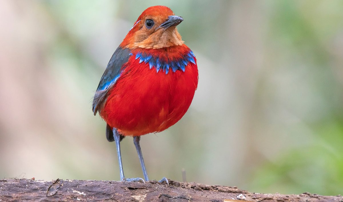 Blue-banded pitta.

#PHOTOS #naturelovers #birds