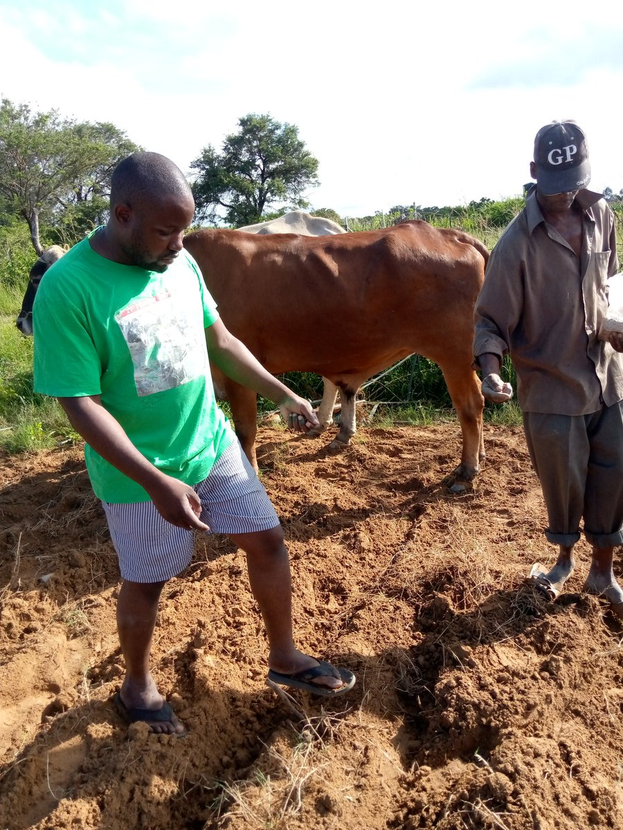 tamiswa_njovana's tweet photo. Woke up to sow some beans seed before the rains go. Glad to see crops growing everywhere.. https://t.co/2BrZLP3gC4
