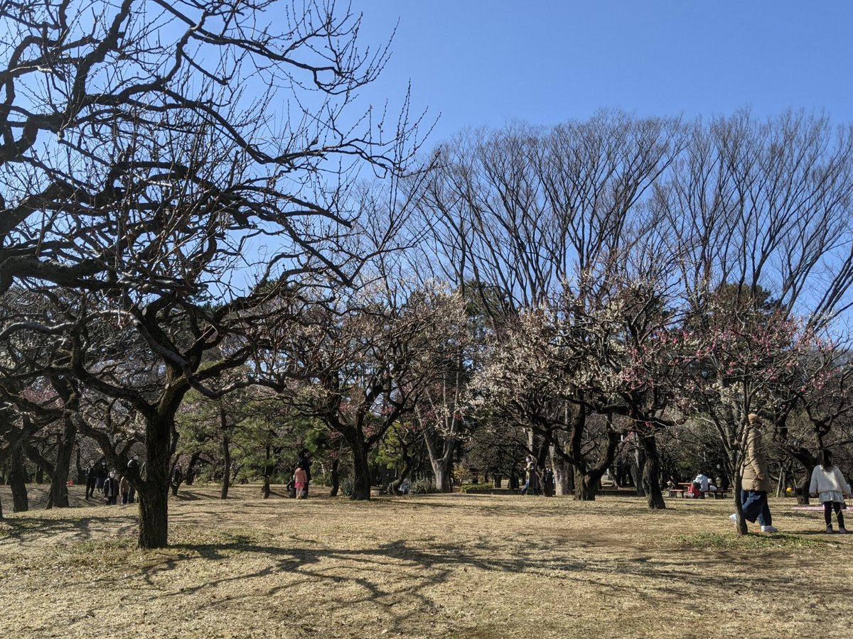 都立小金井公園 今年は中止となりましたが 例年でしたら うめまつり 開催の時期 でも ウメの見頃はやや遅いようで 現時点ではまだ3割程度の咲き具合です 写真を撮るなら空気が澄んだ午前中を ゆっくり眺めるなら暖かな午後の時間帯をおすすめします