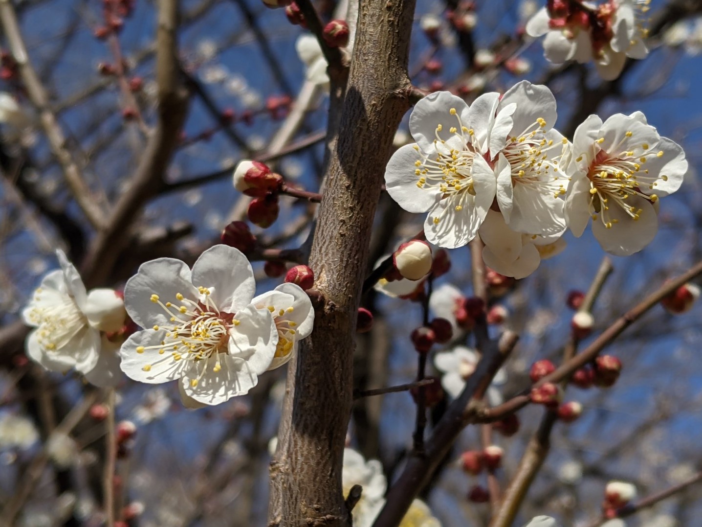 都立小金井公園 今年は中止となりましたが 例年でしたら うめまつり 開催の時期 でも ウメの見頃はやや遅いようで 現時点ではまだ3割程度の咲き具合です 写真を撮るなら空気が澄んだ午前中を ゆっくり眺めるなら暖かな午後の時間帯をおすすめします 都立小金井公園 今年は中止となりましたが 例年でしたら うめまつり 開催の時期 でも ウメの見頃はやや遅いようで 現時点ではまだ3割程度の咲き具合です 写真を撮るなら空気が澄んだ午前中を ゆっくり眺めるなら暖かな午後の時間帯をおすすめします