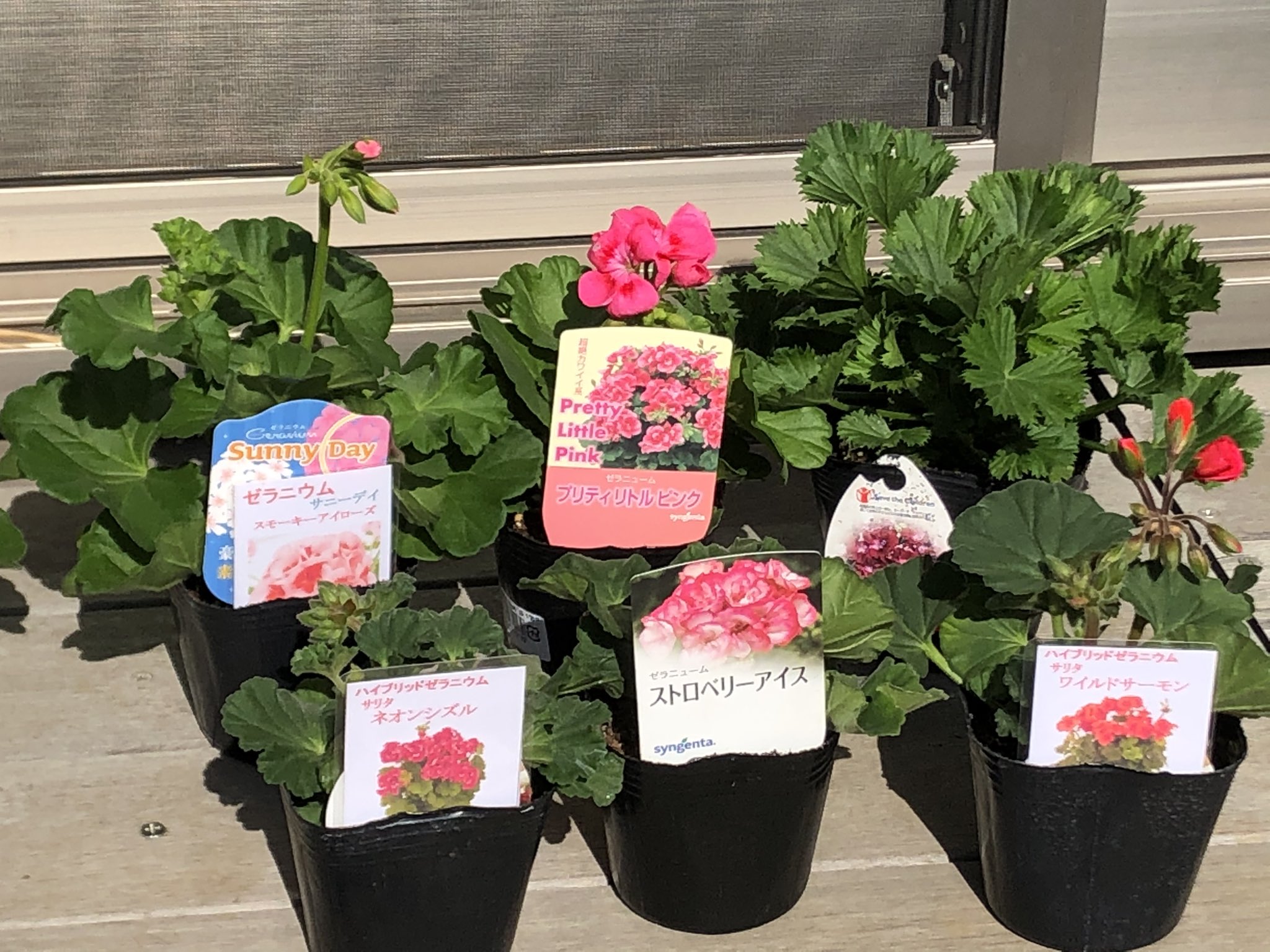 あきまる ゼラニウム 彡 N4wordwghn8ctwj Twitter