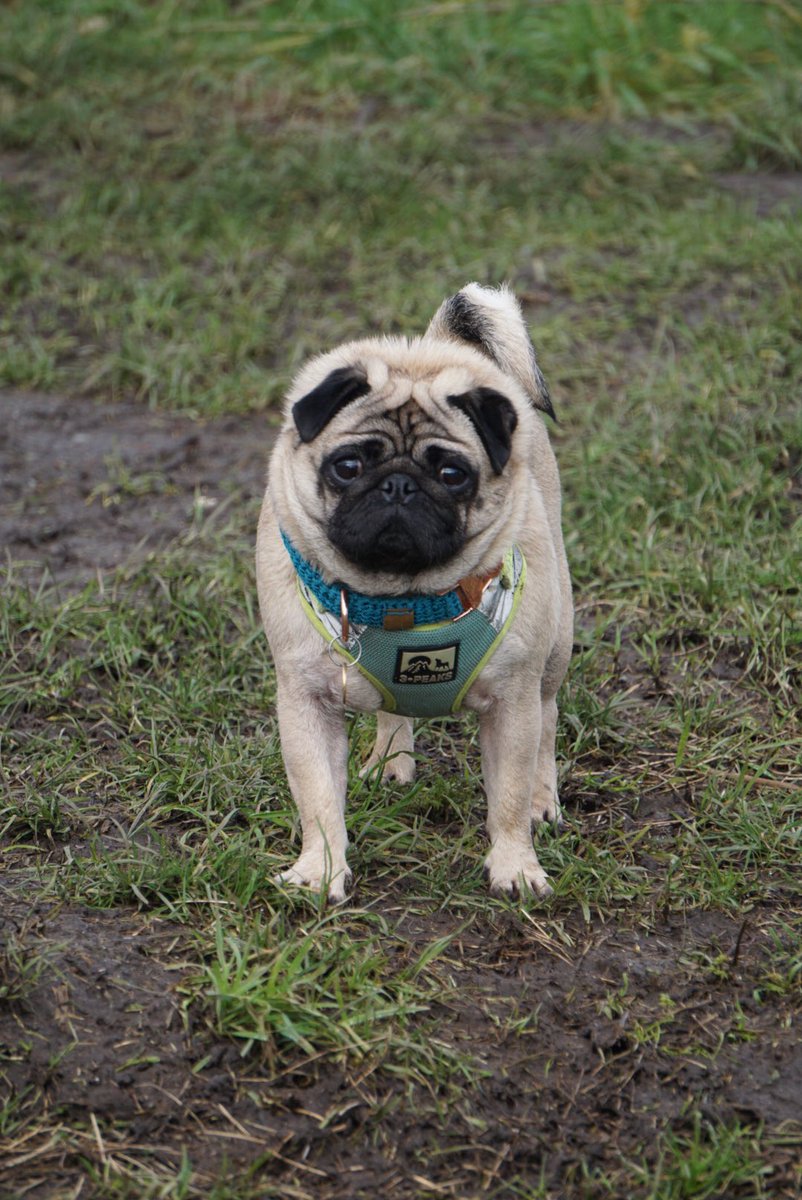 LPuglife's tweet photo. What do you all think to my teal crochet handmade collar with Rose Gold Hardware???? It’s from at https://t.co/mDI2phM7qp All their pet accessories are all custom made #lulu_puglife #pug #puglife #pugmodel #modelsdirect #dogaccessories #petaccessories https://t.co/NTalP1GJIE