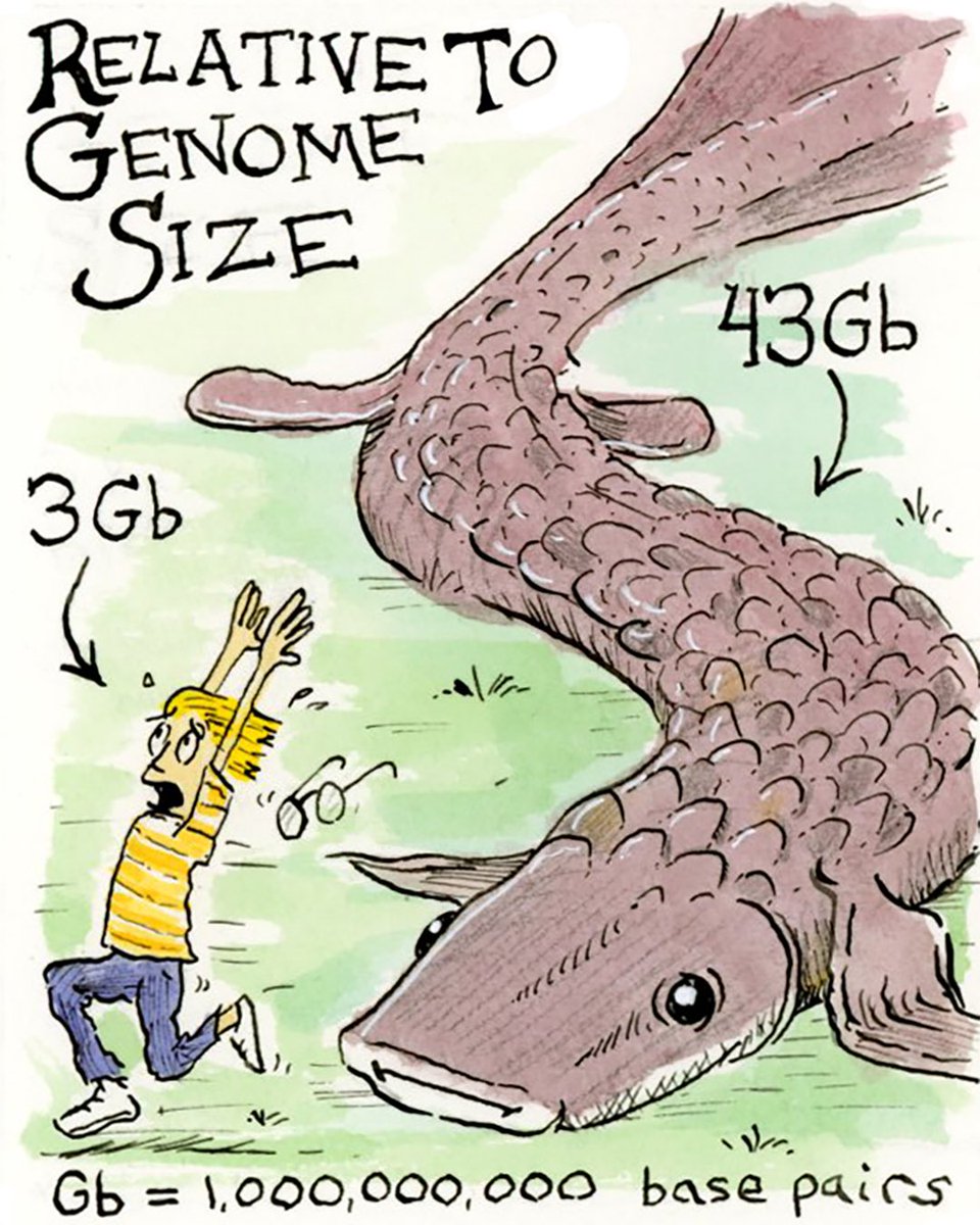 Congratulations to the genome champion: Australian Lungfish. Cool paper from @profaxelmeyer in  @nresearchnews . Reviewed in @MyBioTechniques 
#lungfish #genome #genomics #bioinformatics
#biology #laboratory #artofscience
#genetics #genomics
#cartoon #sciencecomics