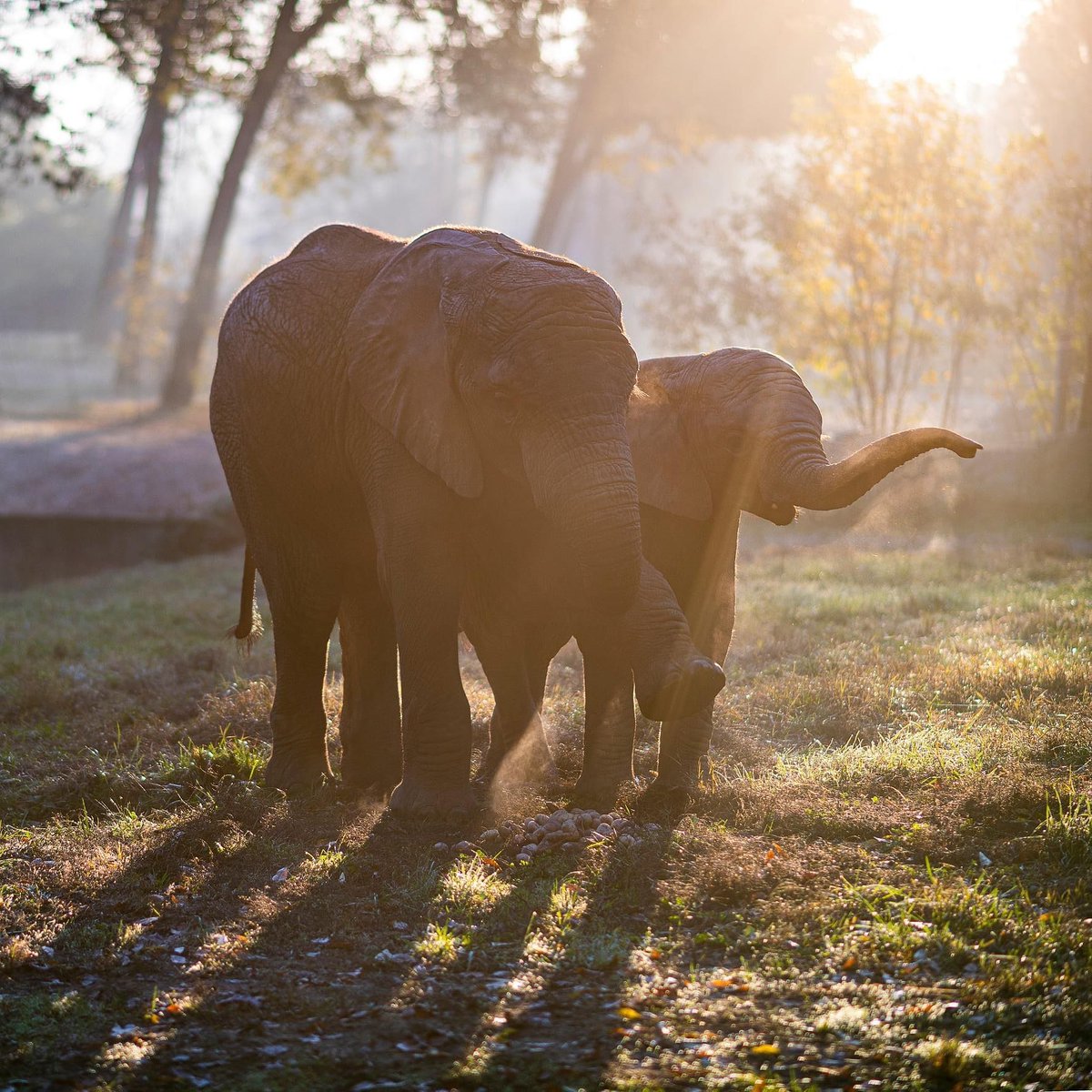 zoobotanicox's tweet photo. Nos llega esta 📷 de nuestra querida Buba en el zoo de Sostò,  en  Hungría. Aparece con Kimani una cría,  hija de la  pareja que forma su familia húngara, a la que cuida con devoción.

Buba no podía faltar en nuestro 68 aniversario!! https://t.co/vp0cf2fF2R