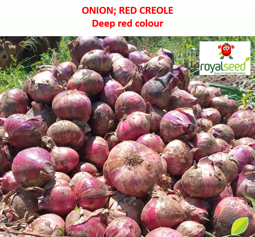 RoyalSeedKE's tweet photo. This #FRESH #FEBRUARY get the best variety #redcreole
The #onion market is enormous, given that almost all homes use onions as part of the ingredients of their daily meals.
You can now get #Red #Creole -Well adapted to diverse climatic conditions, Ideal onion for the #freshmarket https://t.co/jtkCtrPgPd