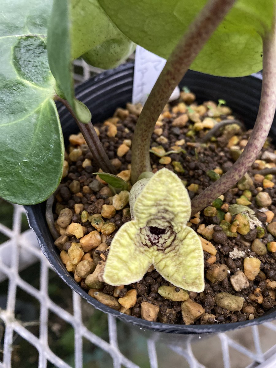 ヤエヤマカンアオイ ヤエヤマカンアオイ