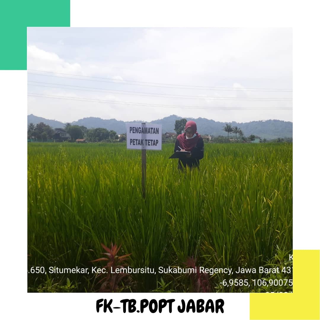 fktbpoptjabar's tweet photo. Pengamatan Petak Tetap sekaligus sosialisasi penanaman Refugia kepada #Petani #SobatPHT di Kelompok Tani Harum Kelurahan Situ Mekar Kec #LemburSitu Kota #Sukabumi satuan pelayanan @BptphJ wil 1
π· Harnisah
#bptphjabar
#SalamPHT
#JabarJuara
#KawalSampaiPanen https://t.co/htFz4feXCl