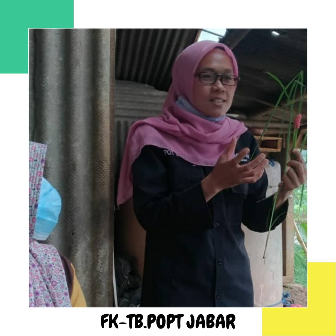 fktbpoptjabar's tweet photo. Pengamatan Petak Tetap sekaligus sosialisasi penanaman Refugia kepada #Petani #SobatPHT di Kelompok Tani Harum Kelurahan Situ Mekar Kec #LemburSitu Kota #Sukabumi satuan pelayanan @BptphJ wil 1
π· Harnisah
#bptphjabar
#SalamPHT
#JabarJuara
#KawalSampaiPanen https://t.co/htFz4feXCl