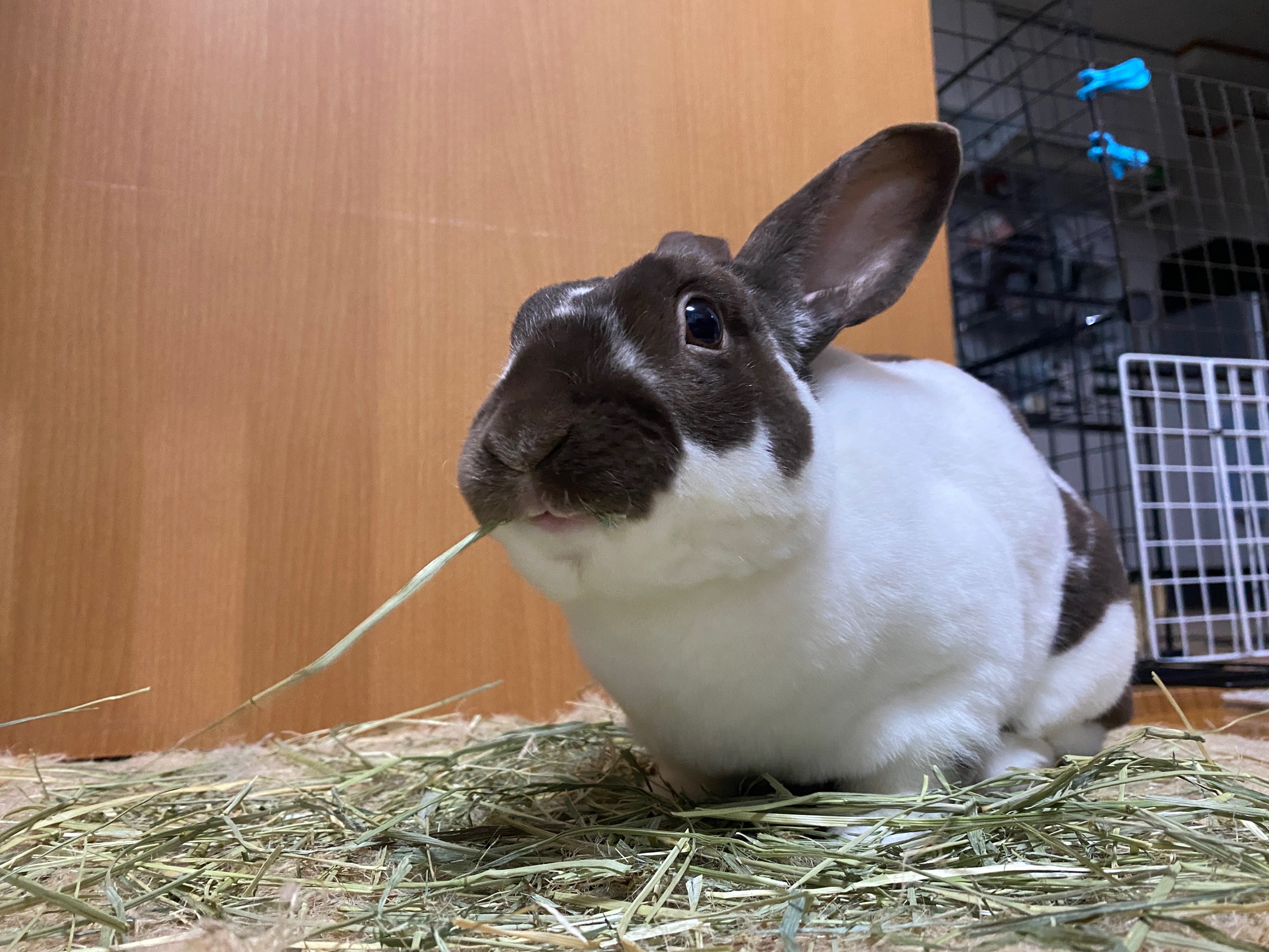 うさぎのあんこ Usagianchan Twitter