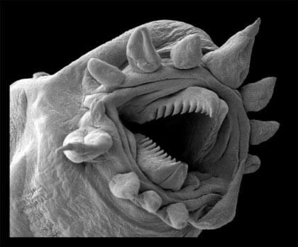 Vonster's tweet photo. Deep Sea Worms viewed under Electron Microscope. #yikes #toeticklers #micromonsters https://t.co/cCc6mm4OVo