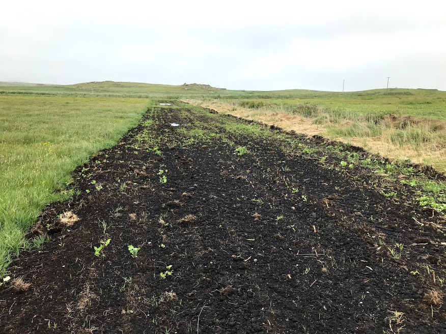 The prepared strip should be well rotated first to kill of weeds- and for nettles, weeds are grass which choke the nettles. The depth of compost is very important- the deeper the better. 2/3