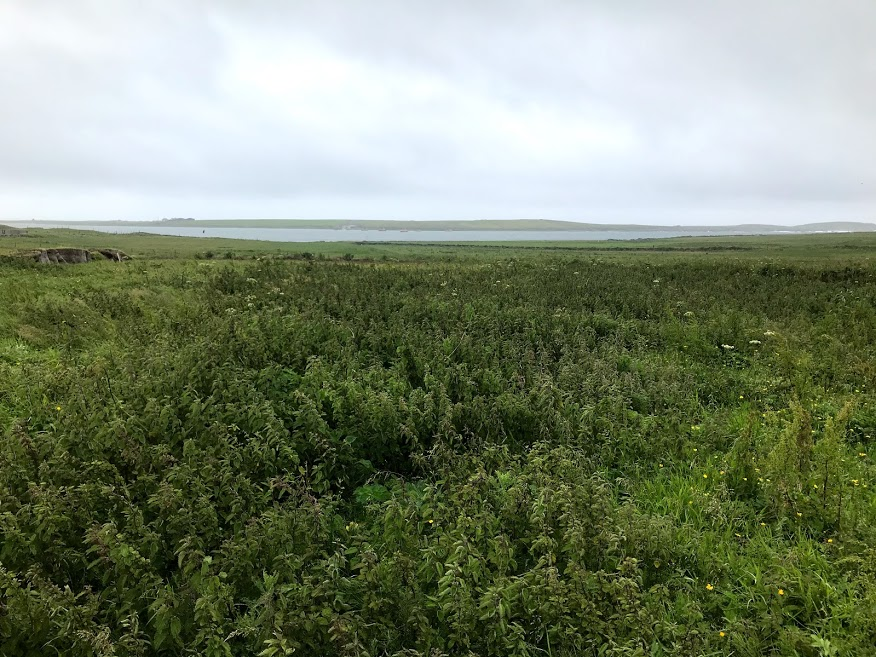 The nettles provide a lush matrix of cover which gives the birds shelter, security, food (nettles are amazing invertebrate areas) and a nesting site early in the summer.High quality early cover is paramount in corncrake conservation.