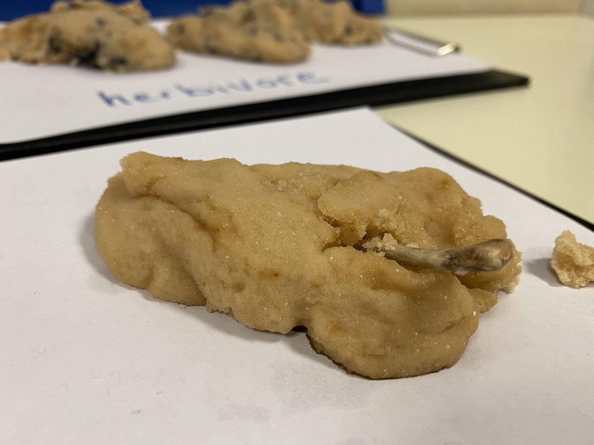 classflipper's tweet image. So much more fun being in school than online. This week we have hunted for fossils and made dinosaur poop! Not forgetting 2 dress up days for CNY and Book Day.