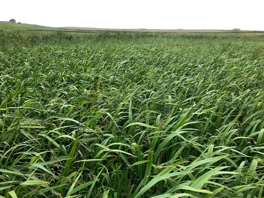 Nettles are not the only option (though they work wonderful). The birds will use areas dominated with flag iris, umbellifers (Common Hogweed or Cow Parsley) and even areas sown with mixes such as kale and fodder radish. The key is canopy and penetrable under story vegetation.