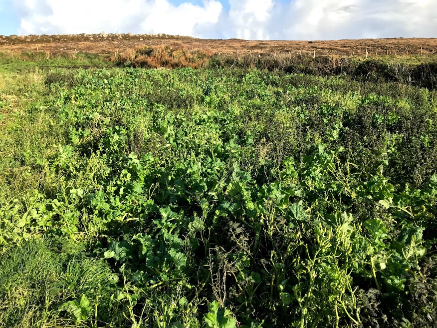 Nettles are not the only option (though they work wonderful). The birds will use areas dominated with flag iris, umbellifers (Common Hogweed or Cow Parsley) and even areas sown with mixes such as kale and fodder radish. The key is canopy and penetrable under story vegetation.