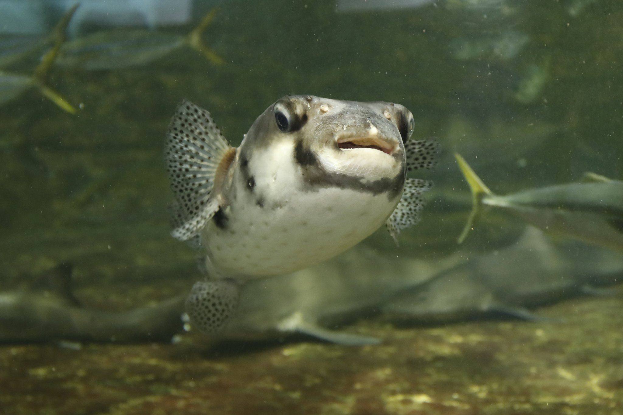 鴨川シーワールド 公式 魚の写真って難しいですよね 小さかったり 早かったり そんなときは イシガキフグと写真の練習をしてみましょう よくカメラに近づいてきてくれる良いモデルさんです T Co 9f5ni2tbnt