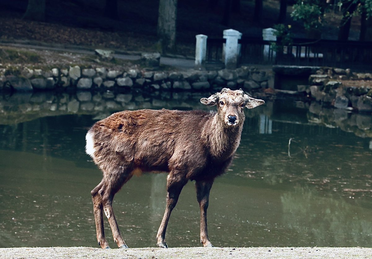 奥藤葉 神奈 On Twitter Deerロクさん ロクさんとは奈良公園のどこかに住む耳の垂れた雄鹿です ロクさん 奈良公園 シカリウム 鹿活 Eosr6 キヤノン党でほめあいたい 東京カメラ部 シシ神 会えたら嬉しい レア鹿 Https T Co 8s8m1uqyat Twitter