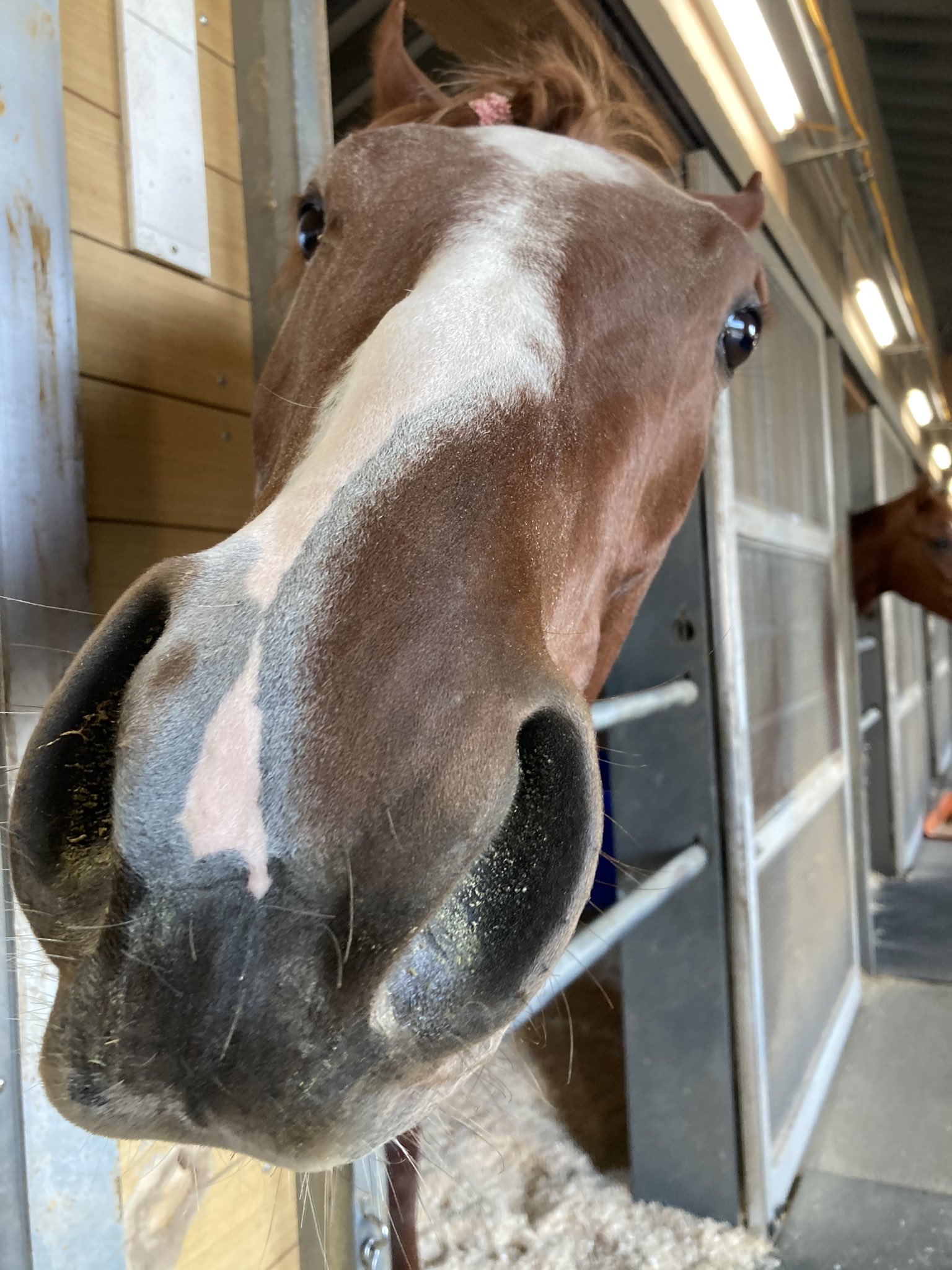 Twitter 上的日刊ゲンダイ競馬 モーリス産駒の尾花栗毛 尾花栗毛https T Co Km1vcsedj6 Twitter