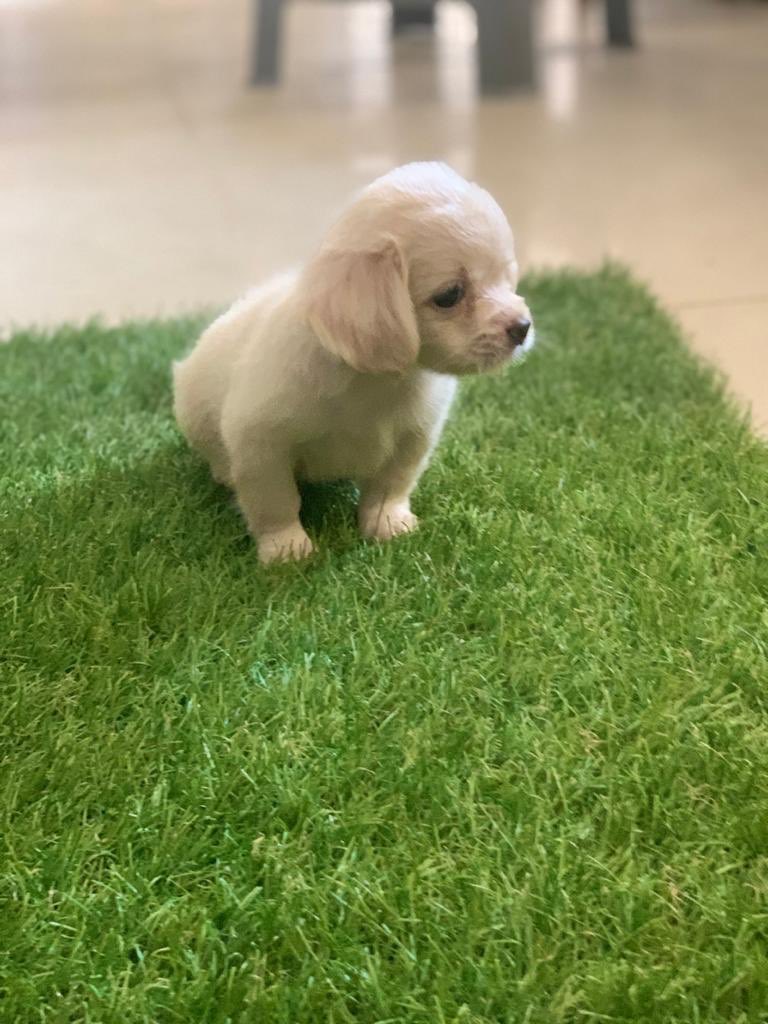 THREAD PAUSED...Pedigree Eskimo beautiful puppies at 6weeks for sale at 85k Dm Also for Pedigree Lhasa at 8 weeks at 85kDM if interested.