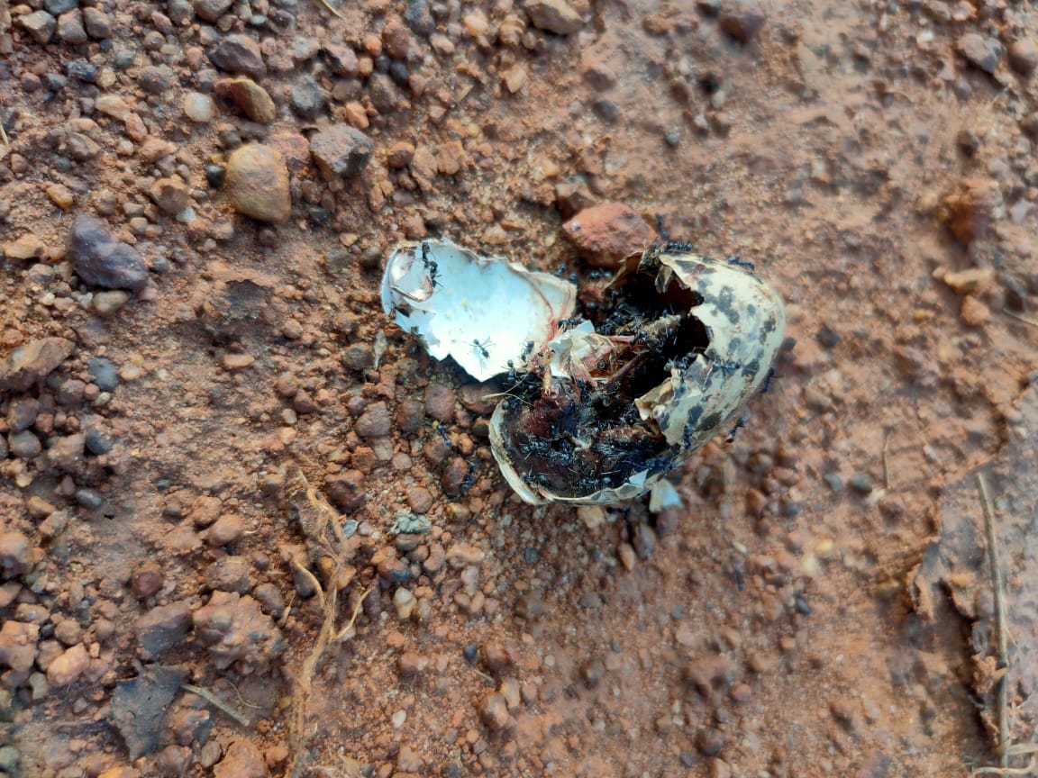 It is natural that some of these eggs do not survive.  @tutu0tu found some eggs that either dropped by a raptor or just stepped on by humans. (7/10)