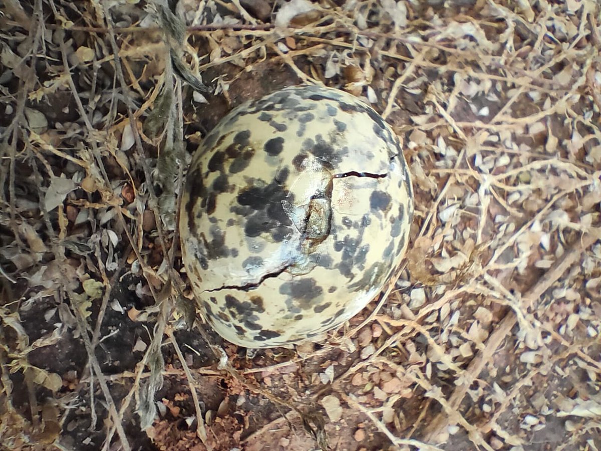 It is natural that some of these eggs do not survive.  @tutu0tu found some eggs that either dropped by a raptor or just stepped on by humans. (7/10)