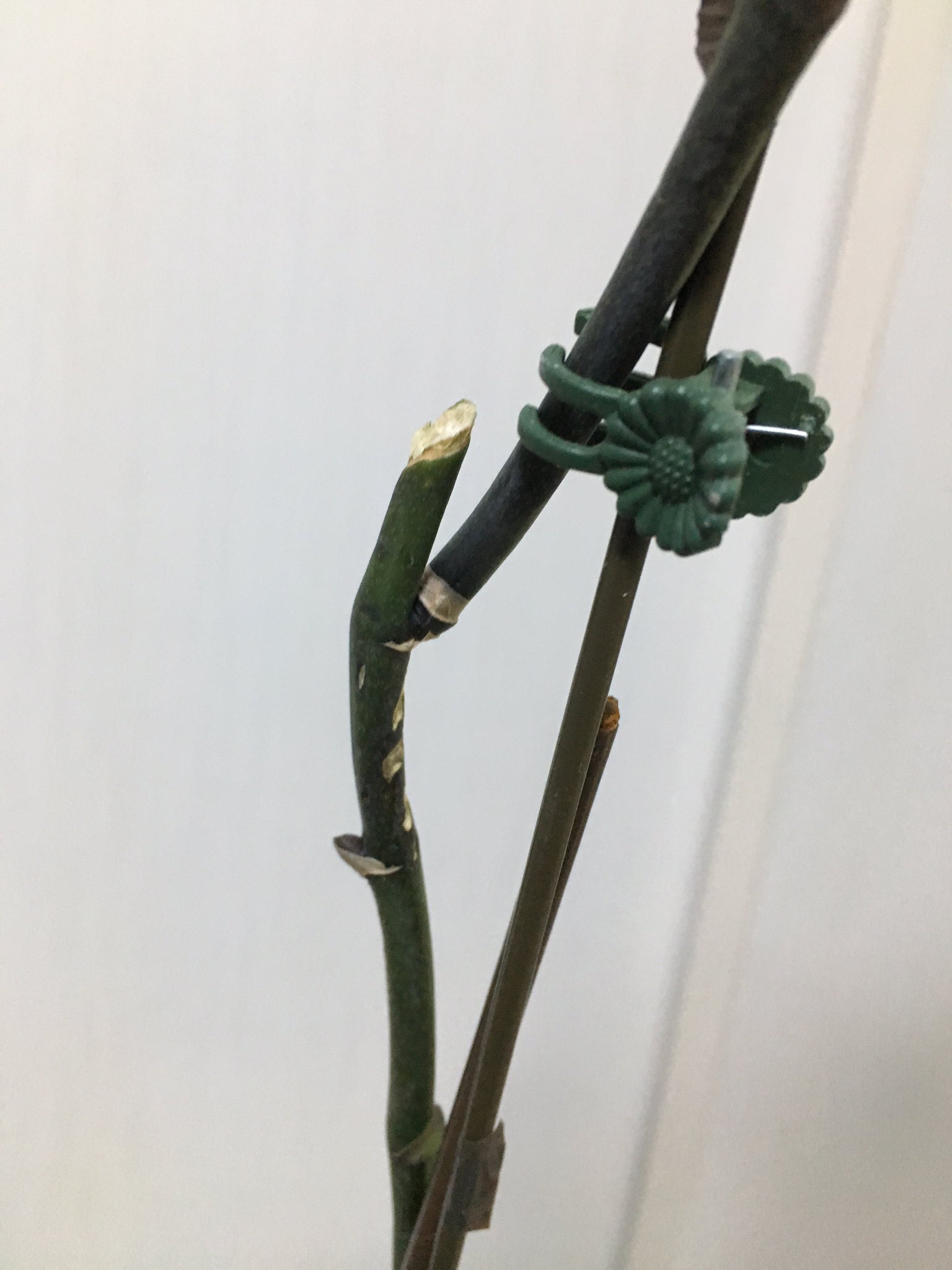 ｃｉｅｌ ａｌｅｎｃｏｎ シエル 胡蝶蘭が咲いた 胡蝶蘭は二度咲きするらしく 去年の夏に咲いた花の茎を途中からカットしたら途中から花芽が出てきた 今回はｕ型の支柱にフラワークリップで挟んで店で見るような咲き方にしてみた ３鉢中２鉢が