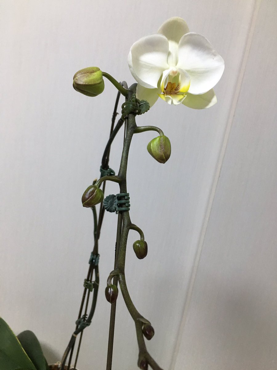 ｃｉｅｌ ａｌｅｎｃｏｎ シエル 胡蝶蘭が咲いた 胡蝶蘭は二度咲きするらしく 去年の夏に咲いた花の茎を途中からカットしたら途中から花芽が出てきた 今回はｕ型の支柱にフラワークリップで挟んで店で見るような咲き方にしてみた ３鉢中２鉢が