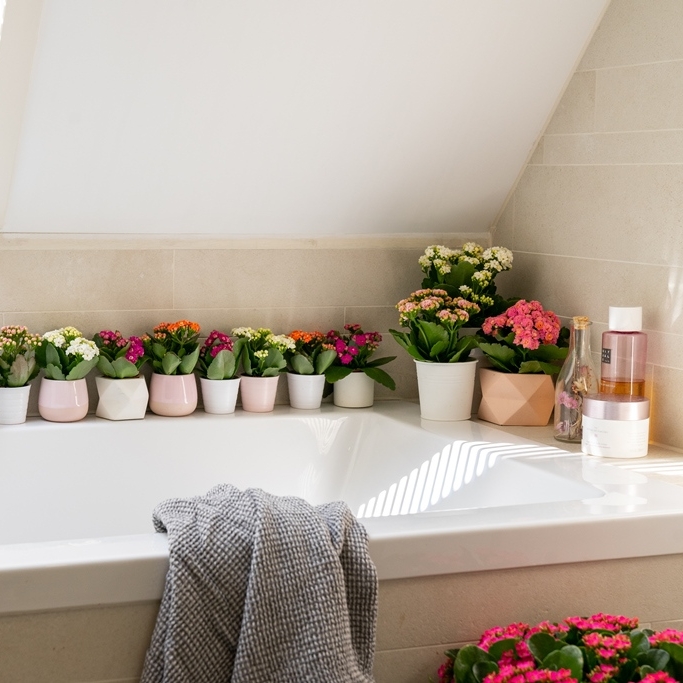 Ja, je ziet het goed. Wij hebben ook Kalanchoë's in de badkamer staan. Want waarom ook niet?! 🙃😍
#AlwaysKalanchoe #Kalanchoe #woestijnroos #AltijdKleurrijk #altijdMakkelijk #alwayscolourful #easycare #AltijdGezellig #vetplant #vetplantmetbloemen #potbloeier