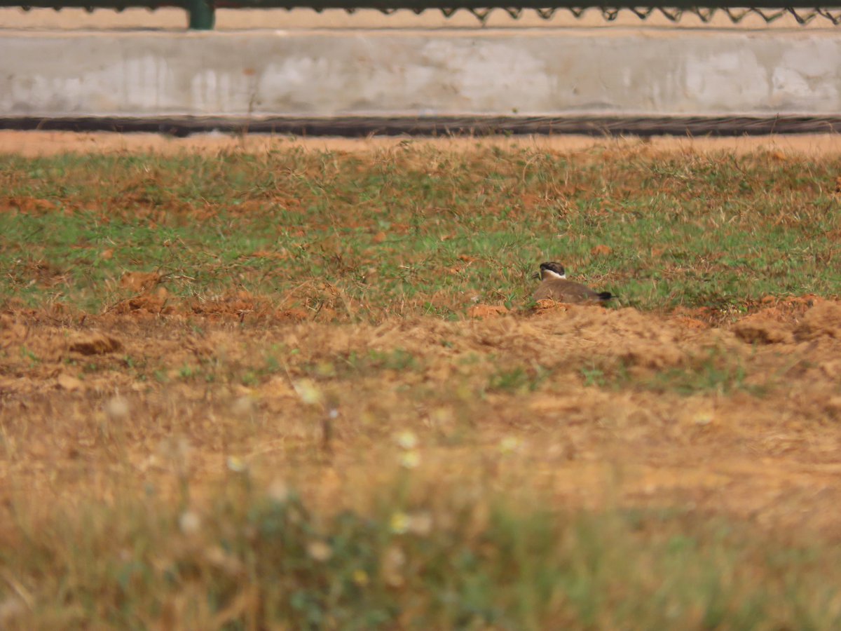 The eggs have to survive about a month of incubation under these conditions.  @tutu0tu noticed that the male and female take turns to incubate the eggs. (8/10)