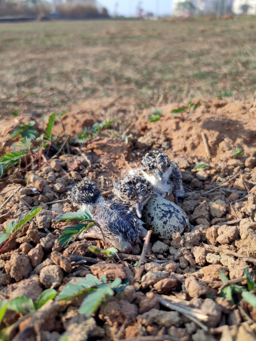 Today morning  @tutu0tu found that the eggs had hatched! I wonder how many of these chicks will survive. (10/10)