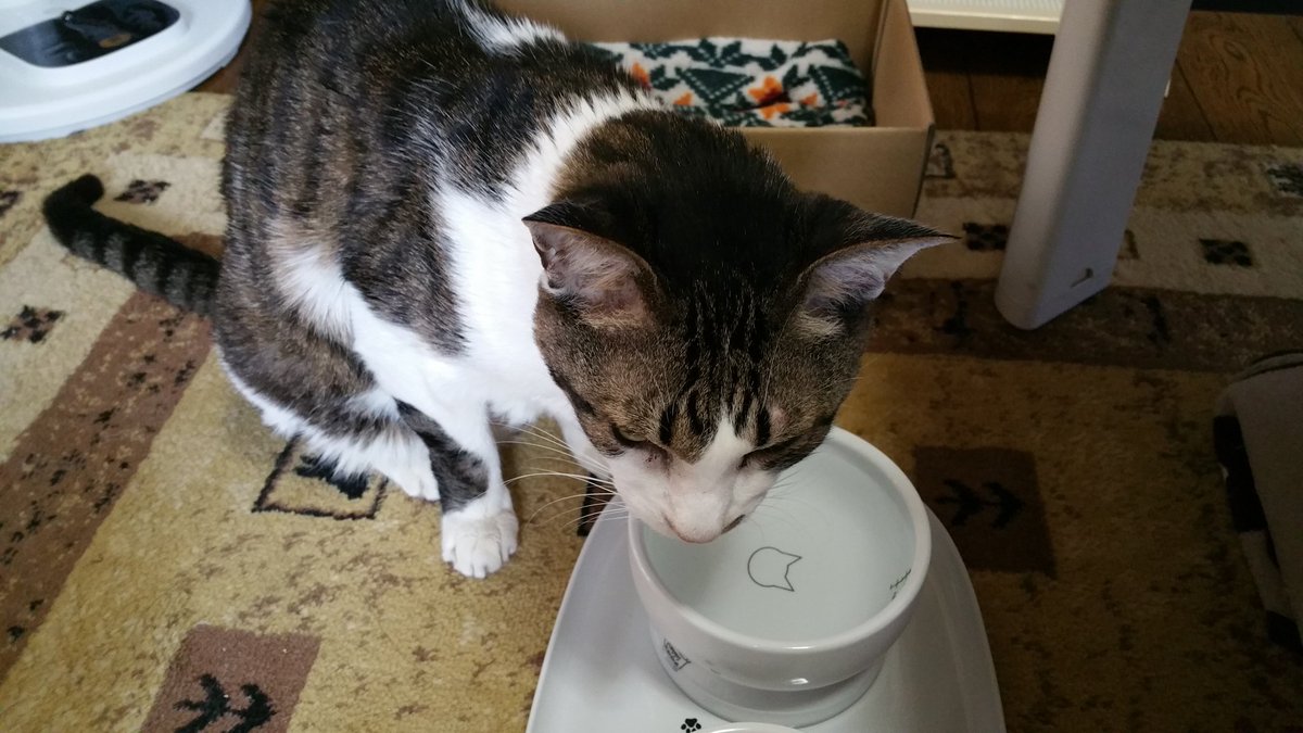 クリスタルヴォイス 冬の間は お水じゃなくて お湯を飲んでもらってました 温まるからお湯よいみたいです 今日のチーコ 猫 ねこ ねこ部 猫好き 猫あるある 窓辺猫 ひなたぼっこ猫 昼寝猫 猫のいる暮らし クリスタルヴォイス 冬の間は お水じゃなくて お湯を飲んでもらってました 温まるからお湯よいみたいです 今日のチーコ 猫 ねこ ねこ部 猫好き 猫あるある 窓辺猫 ひなたぼっこ猫 昼寝猫 猫のいる暮らし
