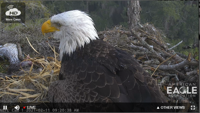 Ryan Foster tweet media