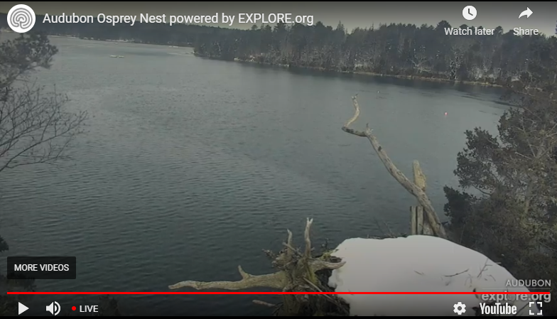 3rd gr. Ts, what value could using wildlife webcams add to your Ss learning during the structures in nature unit? I spent a few mins observing this beautiful bald eagle in FL. this morning. I compared to this osprey nest in ME. Spanish moss vs. snow, predator-prey, adaptations...