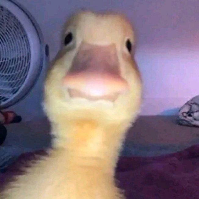 Robloxid5's tweet image. Me looling at tik tok be like
