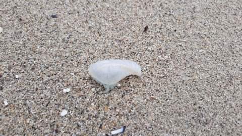 Mucho cuidado por las playas de Malpica. Esta foto fue sacada hoy en Area Maior , son ejemplares de Carabela Portuguesa. Son muy peligrosas, si ven alguna no tocarlas. 
Nos informan que hay muchas. 

#Instagram : @malpicasurf
#costadamorte  #galicia #carabelaportuguesa #surf