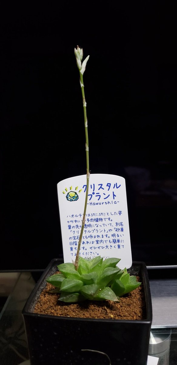 クリスタルプラント