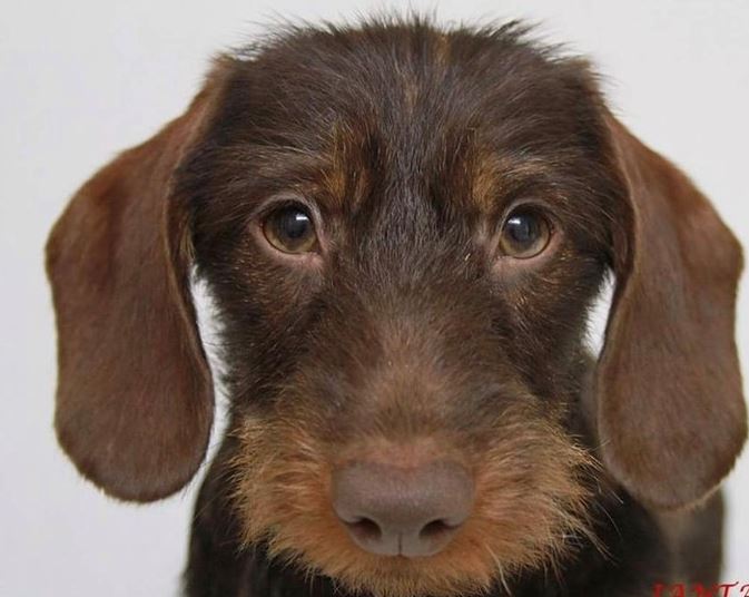 Derbyshire Police tweet media