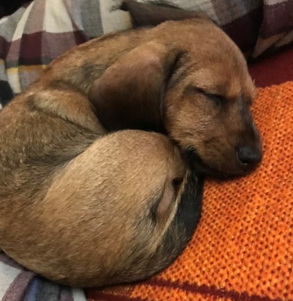 Derbyshire Police tweet media