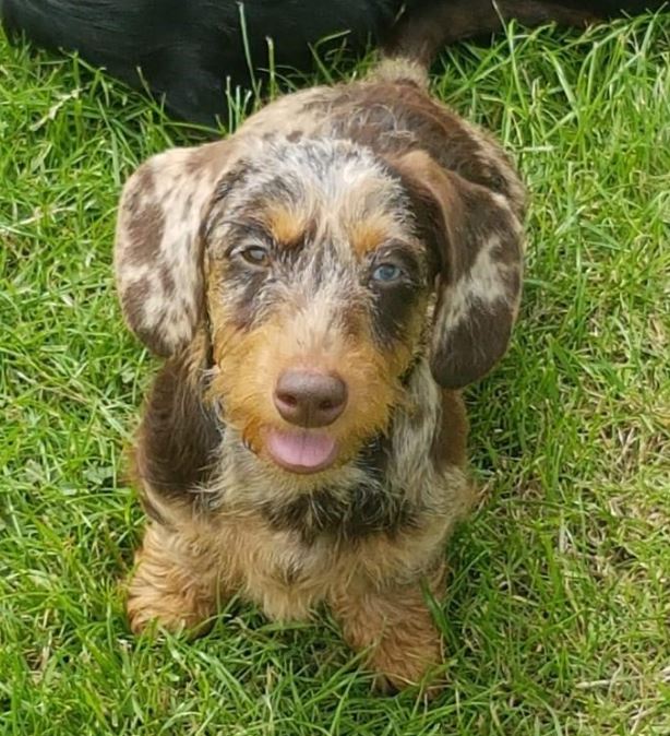 Appeal after eight #dachshunds #stolen from #Swadlincote: bit.ly/3aRQDwY