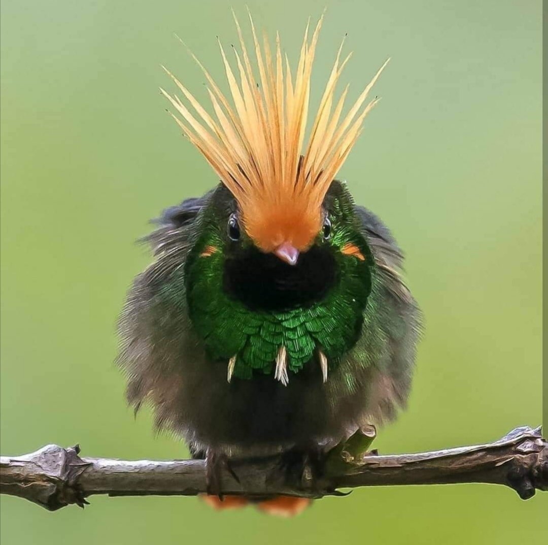 весенние птички. трехцветная цапля херон. красивый соловей. Good bird. Good bird.